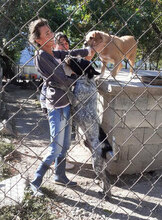 HILDE, Hund, Mischlingshund in Bulgarien - Bild 7