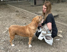 HILDE, Hund, Mischlingshund in Bulgarien - Bild 9
