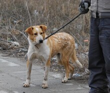LIAM, Hund, Mischlingshund in Bulgarien - Bild 1