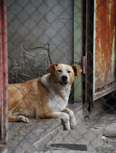 LIAM, Hund, Mischlingshund in Bulgarien - Bild 10