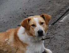 LIAM, Hund, Mischlingshund in Bulgarien - Bild 11