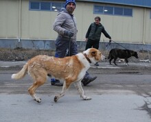 LIAM, Hund, Mischlingshund in Bulgarien - Bild 12
