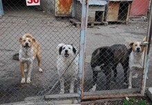LIAM, Hund, Mischlingshund in Bulgarien - Bild 13
