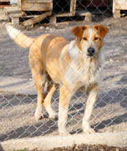 LIAM, Hund, Mischlingshund in Bulgarien - Bild 14