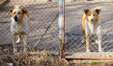 LIAM, Hund, Mischlingshund in Bulgarien - Bild 15