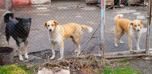 LIAM, Hund, Mischlingshund in Bulgarien - Bild 17