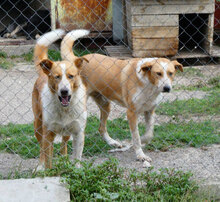 LIAM, Hund, Mischlingshund in Bulgarien - Bild 19