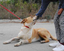 LIAM, Hund, Mischlingshund in Bulgarien - Bild 2