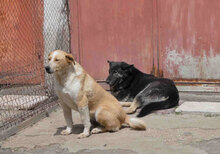 LIAM, Hund, Mischlingshund in Bulgarien - Bild 23