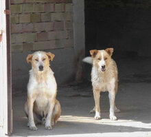 LIAM, Hund, Mischlingshund in Bulgarien - Bild 24