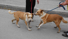 LIAM, Hund, Mischlingshund in Bulgarien - Bild 25