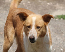 LIAM, Hund, Mischlingshund in Bulgarien - Bild 26