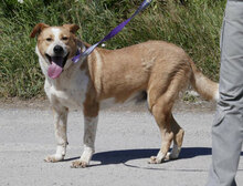 LIAM, Hund, Mischlingshund in Bulgarien - Bild 27
