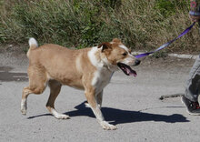 LIAM, Hund, Mischlingshund in Bulgarien - Bild 28