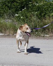LIAM, Hund, Mischlingshund in Bulgarien - Bild 29