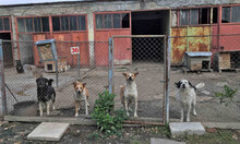 LIAM, Hund, Mischlingshund in Bulgarien - Bild 3