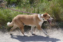 LIAM, Hund, Mischlingshund in Bulgarien - Bild 30