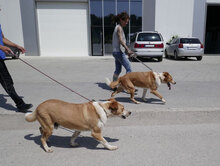 LIAM, Hund, Mischlingshund in Bulgarien - Bild 31