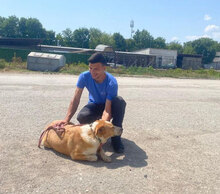 LIAM, Hund, Mischlingshund in Bulgarien - Bild 32