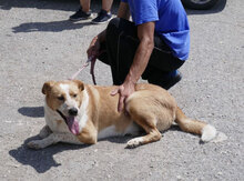 LIAM, Hund, Mischlingshund in Bulgarien - Bild 33