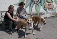 LIAM, Hund, Mischlingshund in Bulgarien - Bild 34