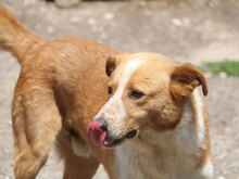 LIAM, Hund, Mischlingshund in Bulgarien - Bild 35