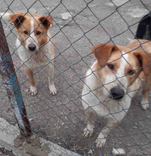 LIAM, Hund, Mischlingshund in Bulgarien - Bild 36