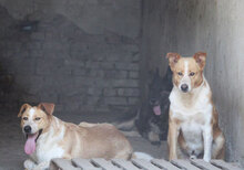 LIAM, Hund, Mischlingshund in Bulgarien - Bild 37