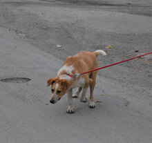 LIAM, Hund, Mischlingshund in Bulgarien - Bild 4