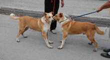LIAM, Hund, Mischlingshund in Bulgarien - Bild 6