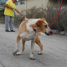 LIAM, Hund, Mischlingshund in Bulgarien - Bild 7