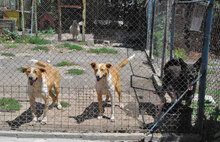 LIAM, Hund, Mischlingshund in Bulgarien - Bild 8