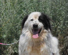 AVALON, Hund, Mischlingshund in Bulgarien - Bild 1
