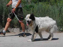 AVALON, Hund, Mischlingshund in Bulgarien - Bild 10