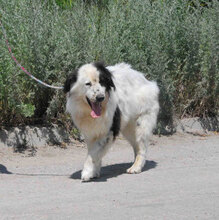 AVALON, Hund, Mischlingshund in Bulgarien - Bild 2