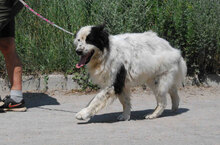 AVALON, Hund, Mischlingshund in Bulgarien - Bild 3