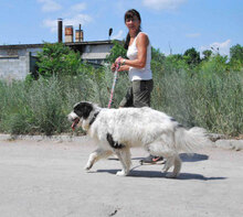 AVALON, Hund, Mischlingshund in Bulgarien - Bild 4