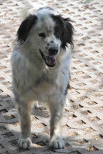 AVALON, Hund, Mischlingshund in Bulgarien - Bild 5