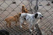 AVALON, Hund, Mischlingshund in Bulgarien - Bild 6