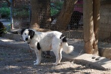 AVALON, Hund, Mischlingshund in Bulgarien - Bild 7