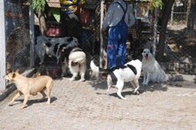 AVALON, Hund, Mischlingshund in Bulgarien - Bild 9