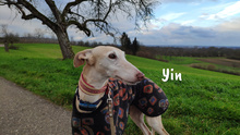 YIN, Hund, Galgo Español in Willstätt - Bild 13
