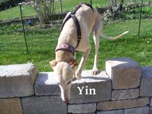 YIN, Hund, Galgo Español in Willstätt - Bild 18