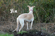 ELLA, Hund, Galgo Español in Willstätt - Bild 5