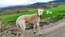 YIN, Hund, Galgo Español in Willstätt - Bild 7