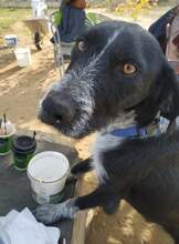 THISEAS, Hund, Jagdhund-Mix in Griechenland - Bild 1