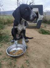 THISEAS, Hund, Jagdhund-Mix in Griechenland - Bild 2