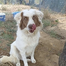 BOOBOO, Hund, Mischlingshund in Griechenland - Bild 1