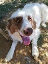 BOOBOO, Hund, Mischlingshund in Griechenland - Bild 2