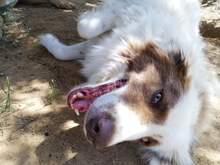BOOBOO, Hund, Mischlingshund in Griechenland - Bild 3